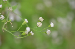 Fleischmannia incarnata