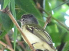 Tolmomyias sulphurescens