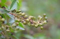 Galphimia glauca