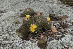 Parodia mammulosa