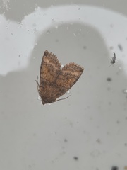 Eupsilia tristigmata