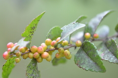 Xylosma flexuosa