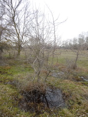 Pyrus communis pyraster