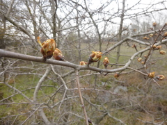 Pyrus communis pyraster