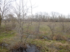 Pyrus communis pyraster