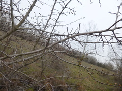 Pyrus communis pyraster