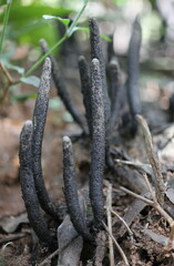 Xylaria longipes