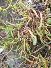 Arthroceras subterminale