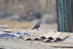 Cinclodes nigrofumosus