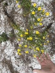 Chrysopsis scabrella