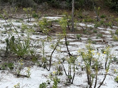 Chrysopsis scabrella