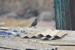 Cinclodes nigrofumosus