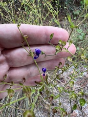Trichostema setaceum