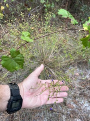 Trichostema setaceum