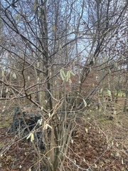 Corylus avellana