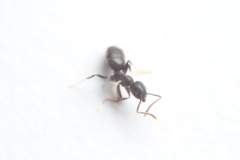 Technomyrmex vitiensis
