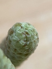 Corylus avellana