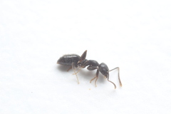 Technomyrmex vitiensis
