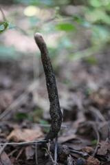 Xylaria longipes