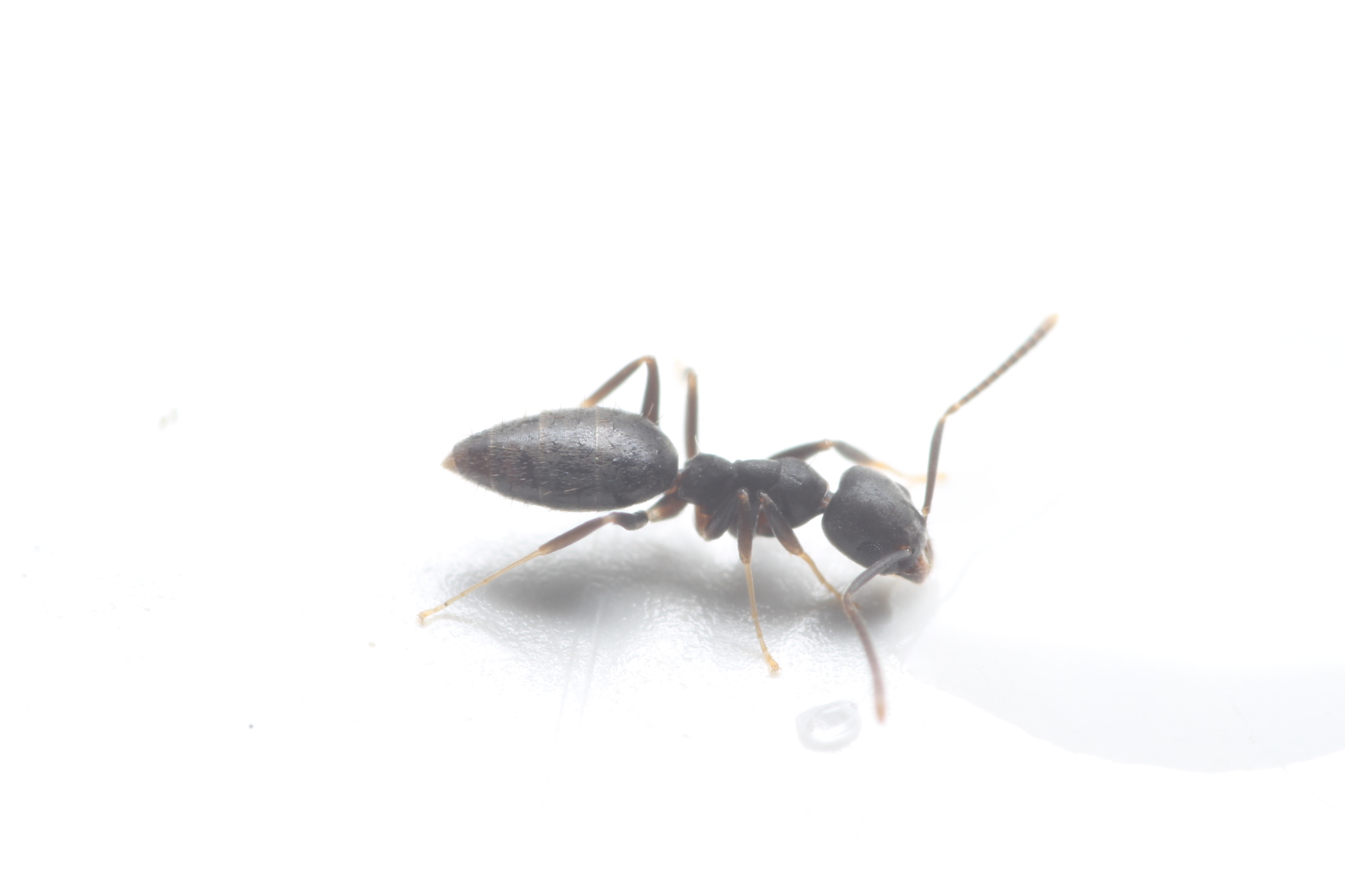 Fijian white-footed ant (Technomyrmex vitiensis) · iNaturalist