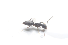 Technomyrmex vitiensis
