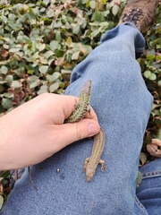 Podarcis siculus campestris