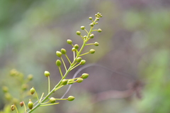 Erythrostemon mexicanus