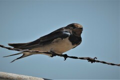 Hirundo rustica rustica