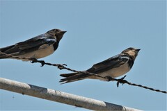 Hirundo rustica rustica