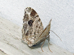 Macaria pinistrobata