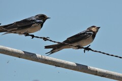 Hirundo rustica rustica