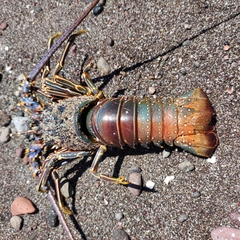 Panulirus inflatus