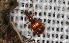 Pselaphinae