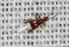 Pselaphinae