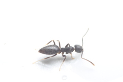 Technomyrmex vitiensis