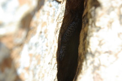 Pachydactylus