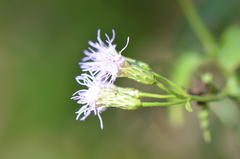 Praxelinae
