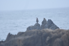 Poikilocarbo gaimardi