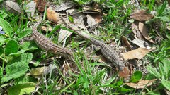 Sceloporus aeneus