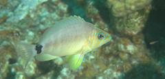 Hypoplectrus unicolor