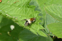 Leucozona lucorum