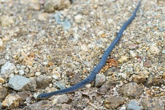 Crotaphopeltis hotamboeia