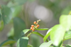 Citharexylum berlandieri