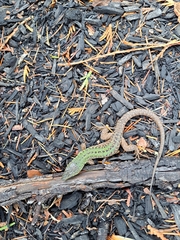 Podarcis siculus campestris