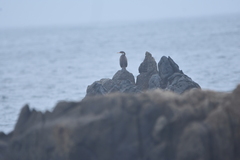 Poikilocarbo gaimardi