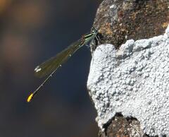 Allocnemis leucosticta