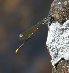 Allocnemis leucosticta