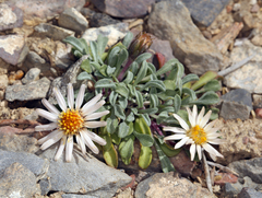 Townsendia scapigera