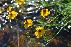 Coreopsis tinctoria