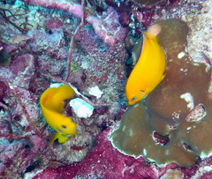 Centropyge cocosensis